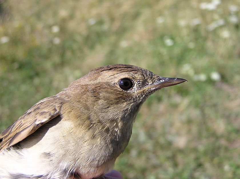 Thrush Nightingale, Sundre 20080731